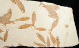 Fossil Fish Mass Mortality Plate - x #10874-1